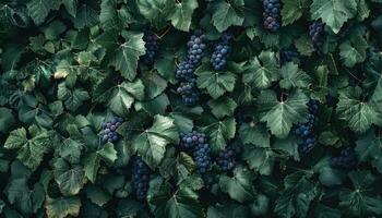 Green Grape Vines with Dark Purple Grapes photo