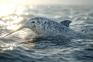 A narwhal swims through ocean waves at sunset photo