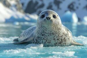 Leopard Seal Pup Rests on Antarctic Ice photo