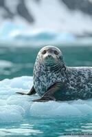 Leopard Seal Pup Resting On Ice Floe In Ocean photo