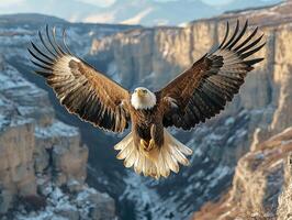 Majestic Bald Eagle Soaring Over Rugged Mountains photo