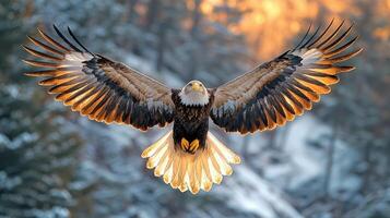 Majestic Bald Eagle Soaring In Golden Light photo