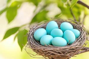 Vibrant turquoise eggs nestled in a birds nest resting on a green tree branch, symbolizing the beauty of life and renewal during springtime photo