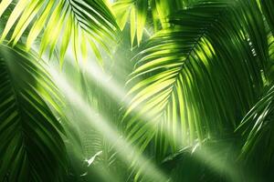Lush misty jungle filled with towering palm trees and vibrant green foliage under magical beams of sunlight photo