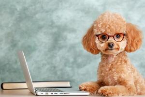 Toy Poodle in reading glasses engages in study session at vintage desk with laptop and scattered books photo