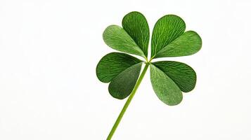 A shamrock on white background photo