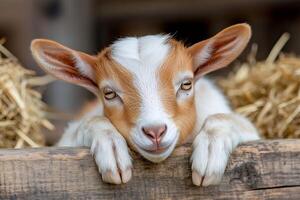 Baby goat resting its head on a wooden fence in a barn photo