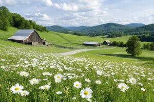 Oxeye daisies blooming in a field in front of barns in a farm in the Appalachian Mountains photo