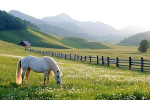 White horse grazing in a field of wildflowers with mountain landscape in the background photo
