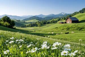 Idyllic landscape showing cows grazing in green meadow with daisies and barns in the background photo