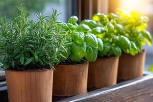 Aromatic plants growing in pots on a window sill, enjoying sunlight photo