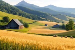 Sheep grazing in a golden wheat field with barns and rolling hills in the background photo