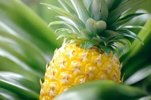 Ripe pineapple growing, surrounded by green leaves photo