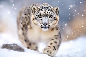 Snow leopard walking in the snow while snowing photo