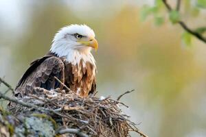 Majestic bald eagle resting in its nest, protecting its offspring photo