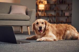 Lying down on the ground with laptop. Golden retriever is at domestic room indoors photo