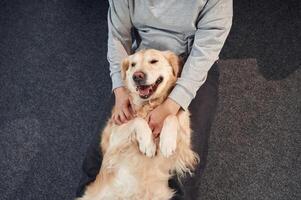 Top view. Animal is lying down, happy. .Woman is with golden retriever dog at home photo