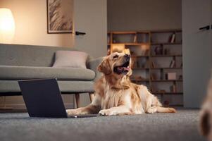 Sitting by ,laptop. Golden retriever is at domestic room indoors photo