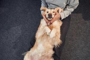 Top view.. Animal is lying down, happy. Woman is with golden retriever dog at home photo