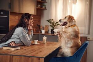 Doing tricks while sitting by the table. Woman is with golden retriever dog at home photo
