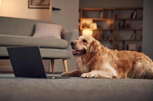 Sitting by, laptop.. Golden retriever is at domestic room indoors photo