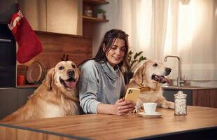 On, the kitchen by the table. Woman is with two golden retriever dogs at home photo