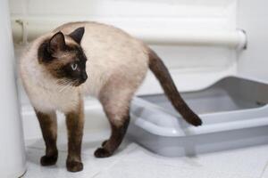 toilet trained siamese cat standing in litter box or cat litter tray. photo