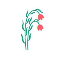 Elegant Tulip Botanical Drawing vector
