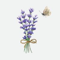 Lavender bouquet tied with a string, butterfly, watercolor. Hand drawn illustration. For design of greeting cards, labels, invitations, posters, banners. vector