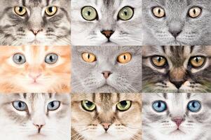 set of different cat eyes close up. photo