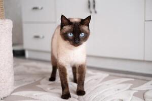 Portrait of a Siamese cat on a light background photo