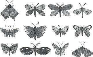 A illustration featuring intricately designed butterflies and moths in gray monochrome tones, showcasing diverse wing patterns and artistic detailing vector