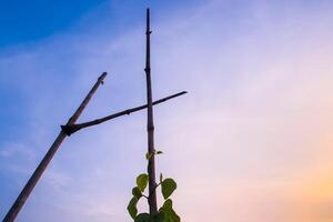 Ivy climbing to the bamboo pole of fence photo