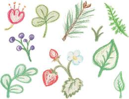 A illustration set of hand-drawn crayon-style botanical elements vector