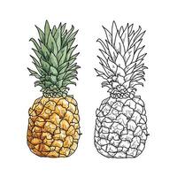 Pineapple in Hand-drawn style. drawing of fruits and food elements for design menu, poster, label, packaging vector