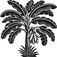 Banana tree illustration on white background vector