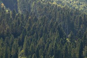 Mountains ranges in the Carpathians. Hill coniferous trees forest photo