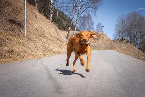 A Vizsla dog runs on a paved path surrounded by dry grass and leafless birch trees. The scene includes a clear blue sky and a rural incline with streetlights. photo