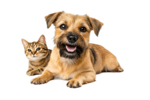 Happy dog and cat relaxing together with a playful expression png