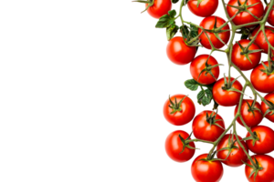 Fresh red tomatoes on vine with transparent background png