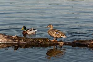 Duck and drake sit on a log close-up photo