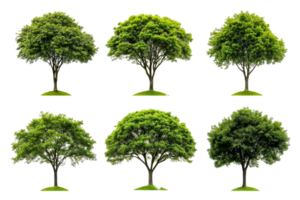 Different types of trees displayed on a transparent background png