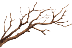Dry tree branch with elongated twigs ready for creative use png