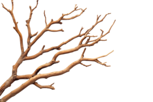 Dry tree branches on transparent background for artistic use png