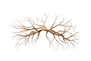 Unique tree root system with intricate branching design png