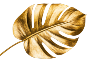 Monstera leaf in shiny gold with transparent background png