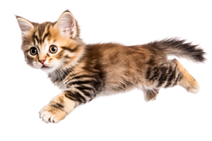 Playful kitten jumping on a transparent background png