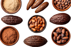 Cocoa beans and powder arranged in bowls on a transparent background png
