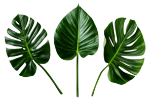 Monstera leaves arranged on a transparent background for design use png