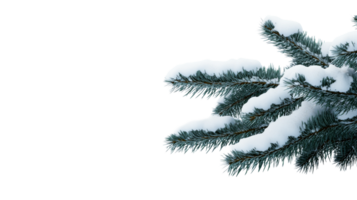 Snow covered pine branches, winter nature elements, cut out transparent png